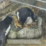 首ボキボキ