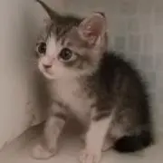 もったいない母さん