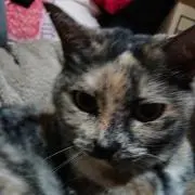 はるねこ