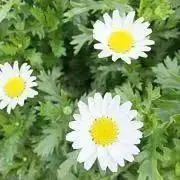 購入前にコメントください(^^)　mamの画像