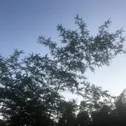 mskyk77の画像