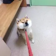 みたらし（即購入OKです）の画像