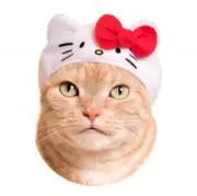 ろんの画像