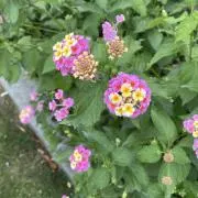 断捨離くんの画像
