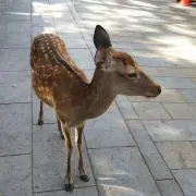 キノコの画像