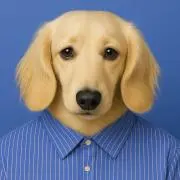 Dachshundの画像