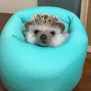 ナン