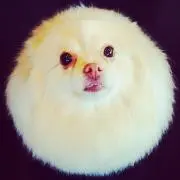 るびーの画像