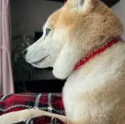 K.chanの画像