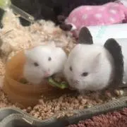 きんたろうの画像