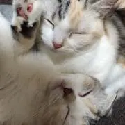 だくぴ。の画像