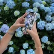 よしの画像