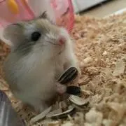 桃杏