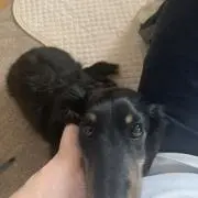 タカの画像