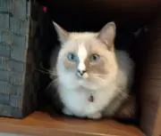 ベィちゃんママฅ⁠^⁠•⁠ﻌ⁠•⁠^⁠ฅ