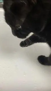 k_1の画像