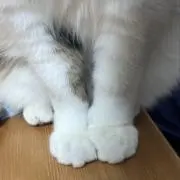 金のバイク