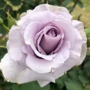 Roseの画像