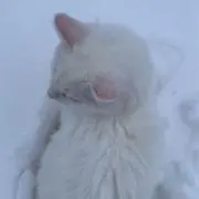 milkの画像