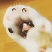 肉球