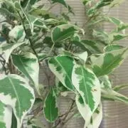 リーフの画像