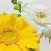 あうの画像