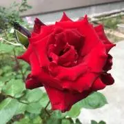 reiの画像