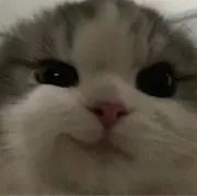 ももの画像