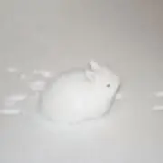 しろの画像