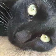 くろねこ