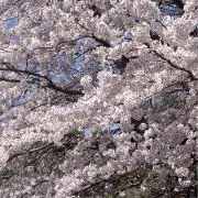 Hi2の画像