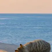 teteの画像