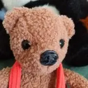 クマの画像
