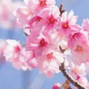 しゃいんの画像