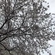Tiaの画像