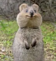 ゴロちゃんの画像