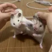 そっけつへむちの画像
