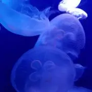 ききらら