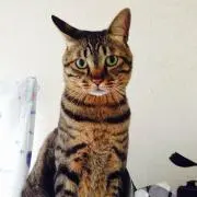 あっこ