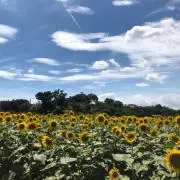 amaの画像