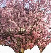 陽光の画像