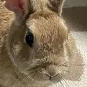 じゃっくの画像