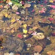 ダンボの画像