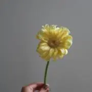 miの画像