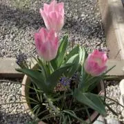 あっこの画像
