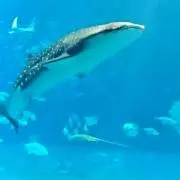 どらやき