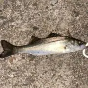 しょー