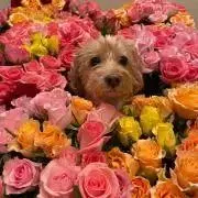 ベティーの画像