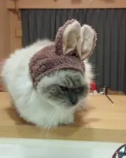 ふじの画像