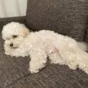 ワサビ